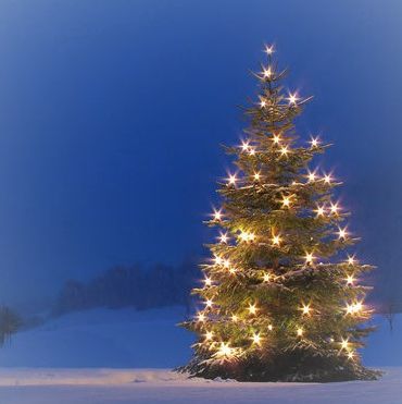 Weihnachtsbaum